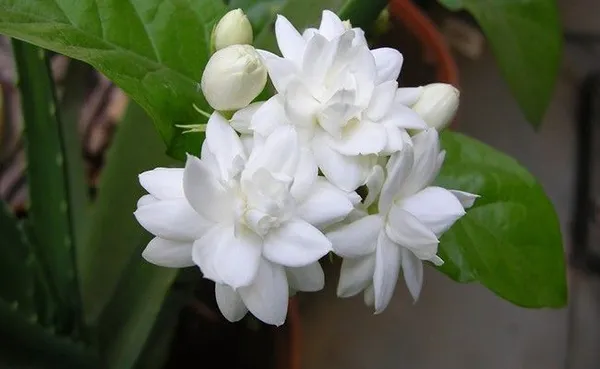 Jasmine_Plant_(Hybrid,_Pack_of_1)