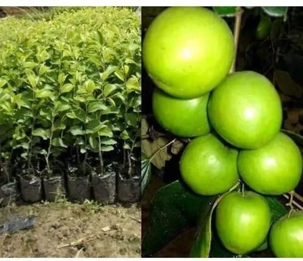 Ber_Apple_Plant_(Hybrid,_Pack_of_1)