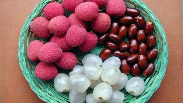 Litchi_Plant_(Hybrid,_Pack_of_1)