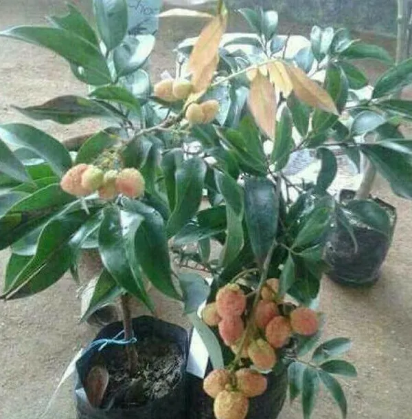 Litchi_Plant_(Hybrid,_Pack_of_1)
