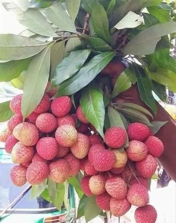 Litchi_Plant_(Hybrid,_Pack_of_1)