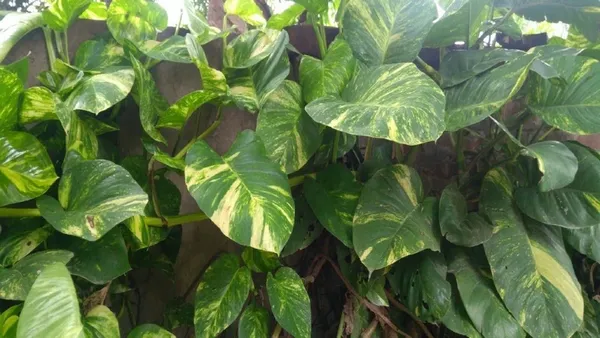 Money_Plant_(Hybrid,_Pack_of_1)