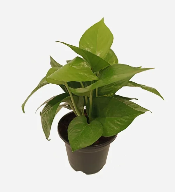 Money_Plant_(Hybrid,_Pack_of_1)