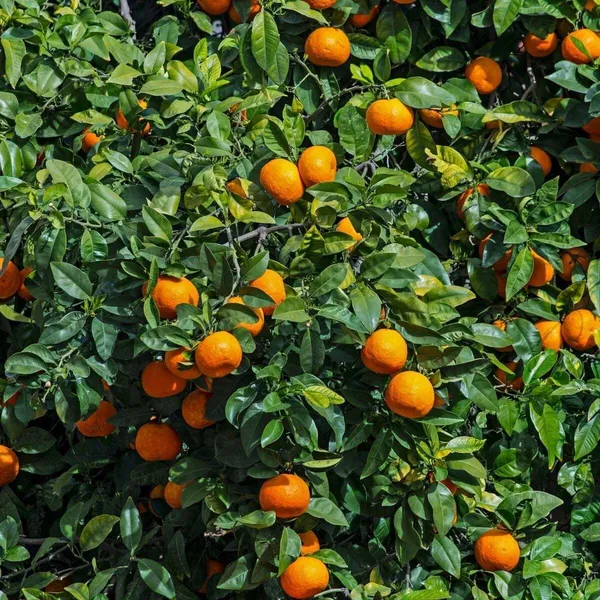 Orange_Plant_(Hybrid,_Pack_of_1)