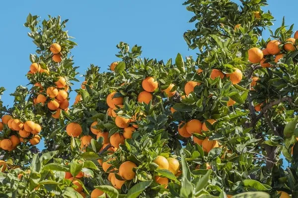 Orange_Plant_(Hybrid,_Pack_of_1)