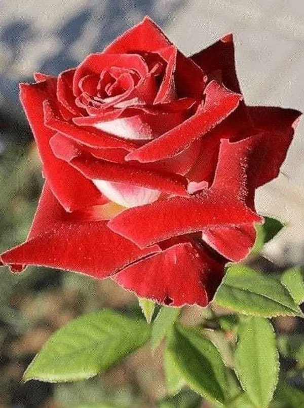 Rose_Plant_(Hybrid,_Pack_of_1)