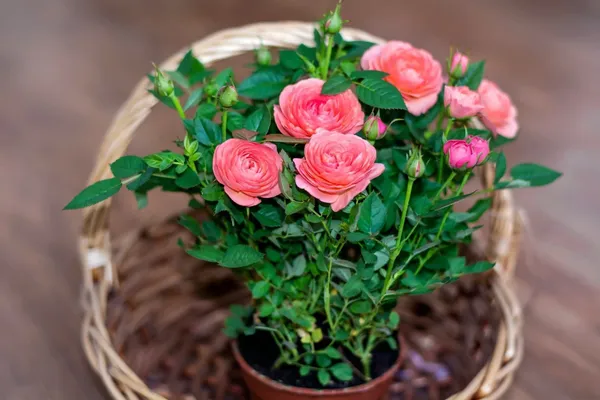Rose_Plant_(Hybrid,_Pack_of_1)