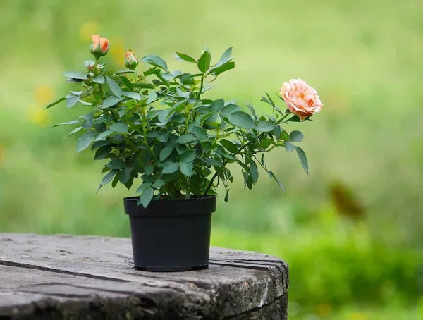 Rose_Plant_(Hybrid,_Pack_of_1)