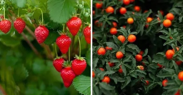 Strawberry_Plant_(Hybrid,_Pack_of_1)