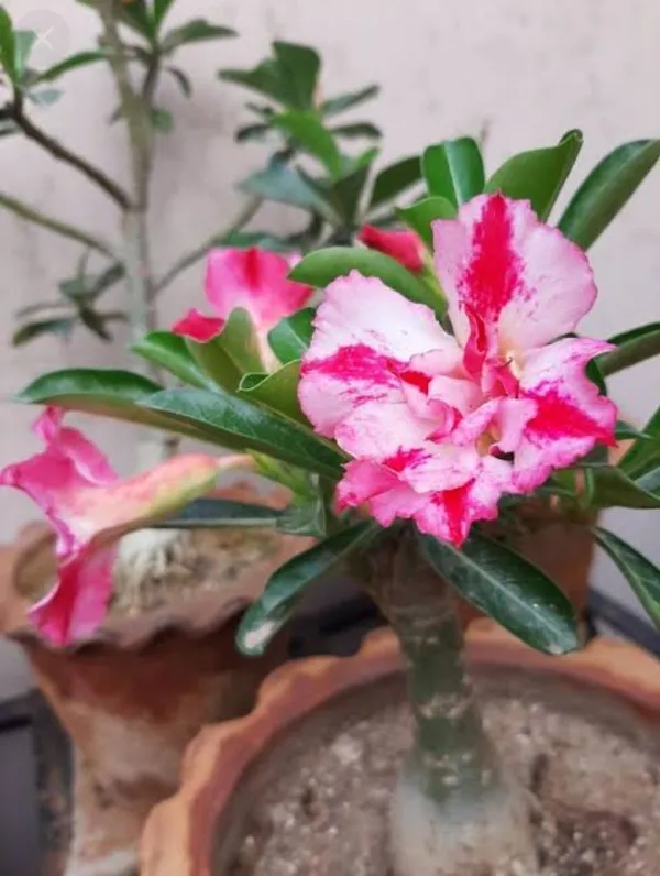 Adenium_Plant_(Hybrid,_Pack_of_1)