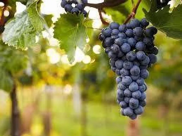 Grapes_Plant_(Hybrid,_Pack_of_1)