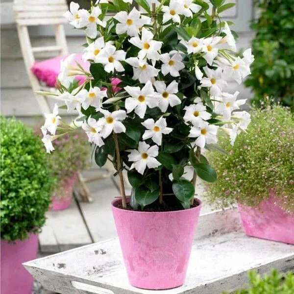 Mandevilla_Plant_(Hybrid,_Pack_of_1)