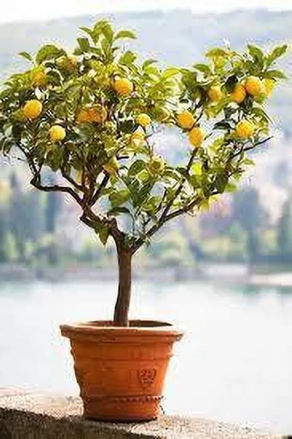 Lemon_Plant_(Hybrid,_Pack_of_1)