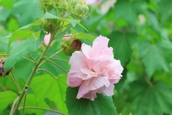 Lotus_Plant_(Hybrid,_Pack_of_1)