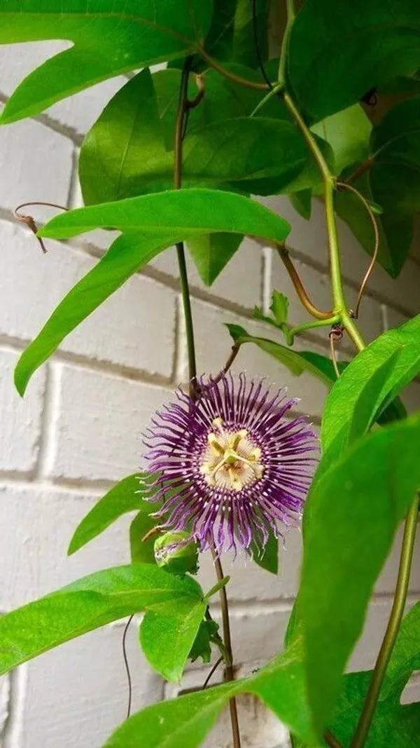 Passion_Plant_(Hybrid,_Pack_of_1)