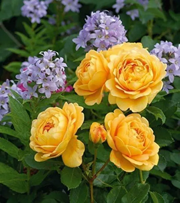 Rose_Plant_(Hybrid,_Pack_of_1)