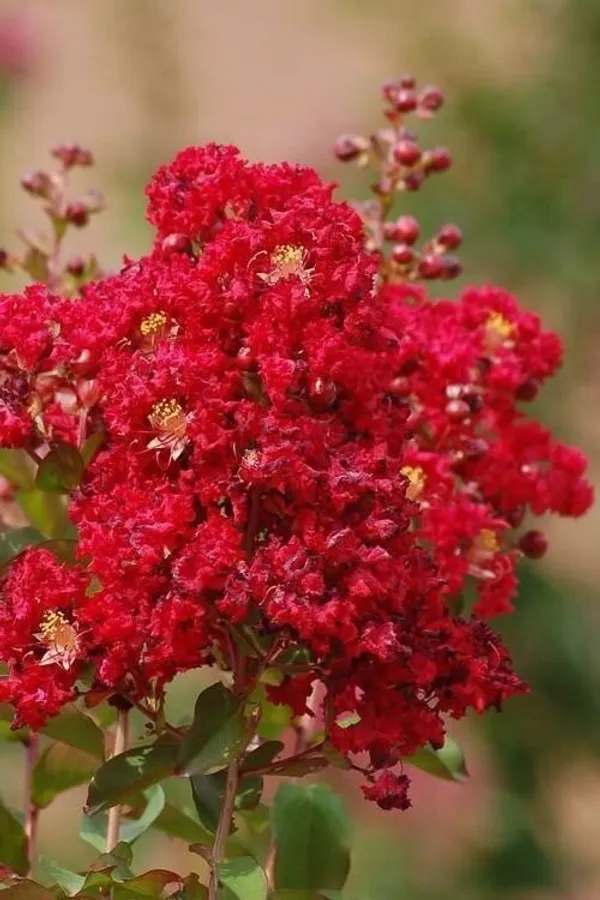 ZZ_Plant_(Hybrid,_Pack_of_1)