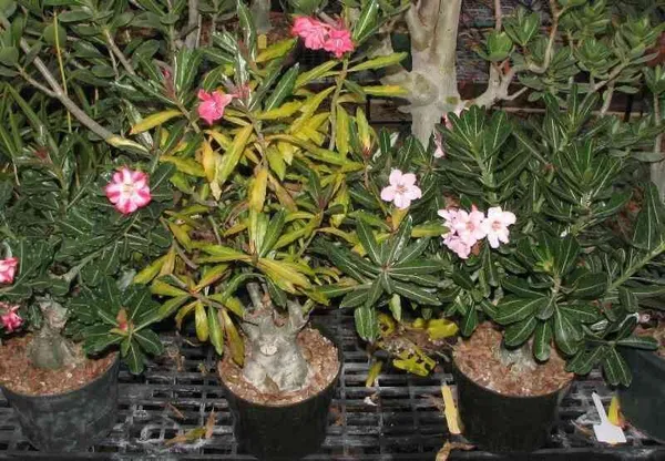 Adenium_Plant_(Hybrid,_Pack_of_1)