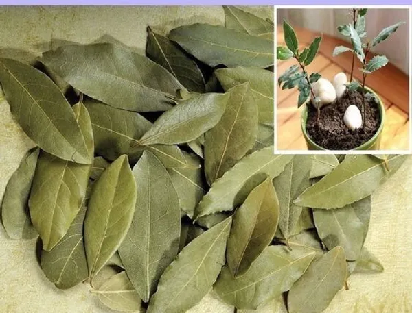 Bay_Leaf_Plant_(Hybrid,_Pack_of_1)