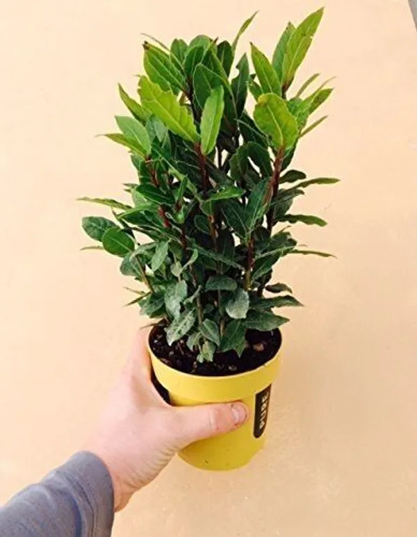 Bay_Leaf_Plant_(Hybrid,_Pack_of_1)