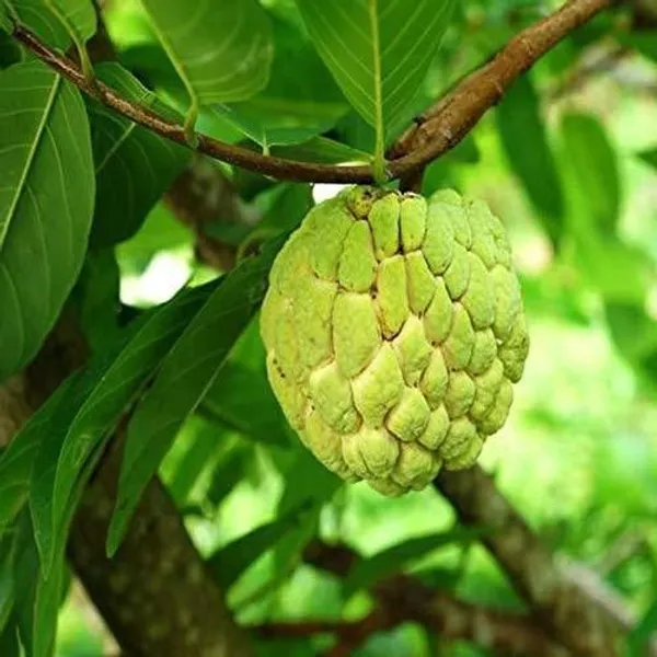 Custard_Apple_Plant_(Hybrid,_Pack_of_1)