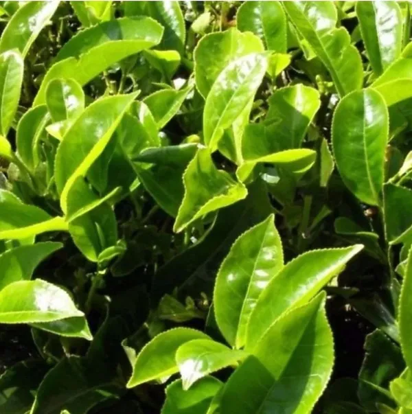 Tea_Plant_(Hybrid,_Pack_of_1)