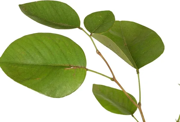 Red_Sandalwood_Plant_(Hybrid,_Pack_of_1)