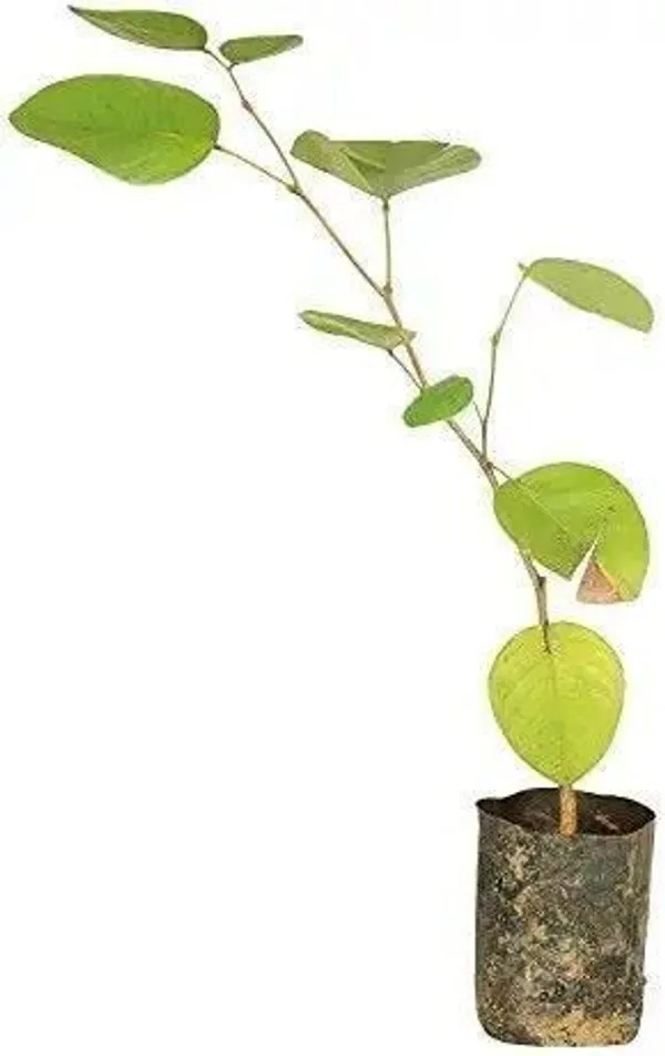 Red_Sandalwood_Plant_(Hybrid,_Pack_of_1)