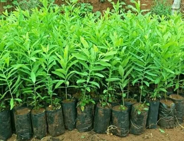 Red_Sandalwood_Plant_(Hybrid,_Pack_of_1)