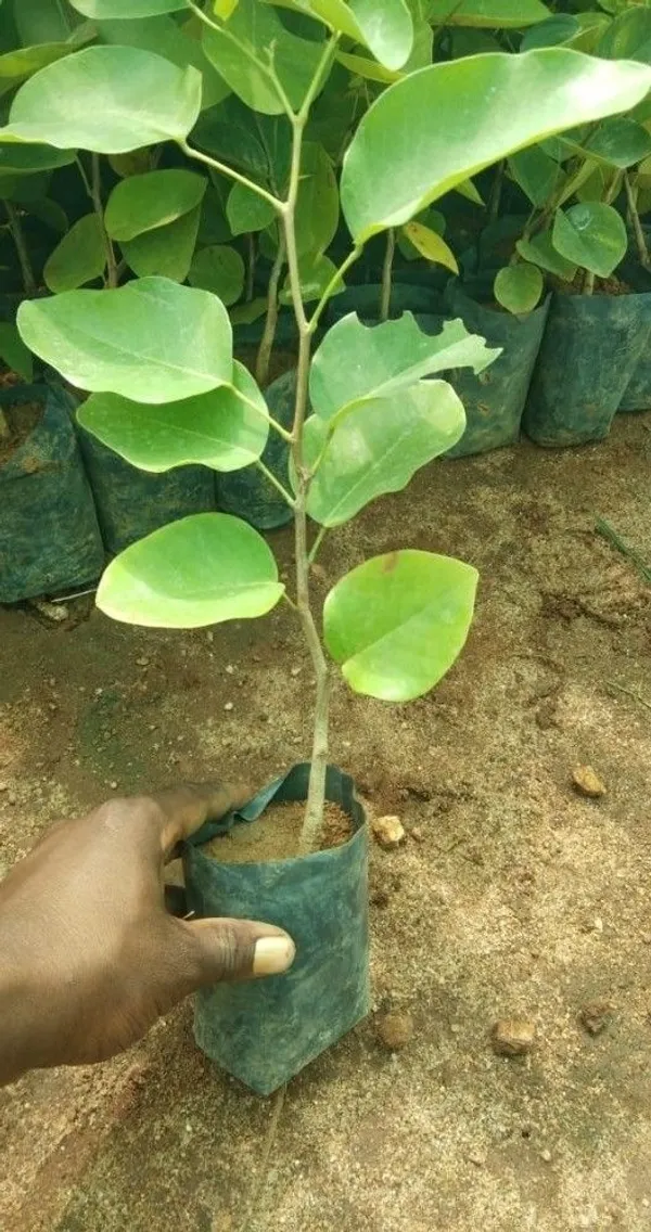 Red_Sandalwood_Plant_(Hybrid,_Pack_of_1)