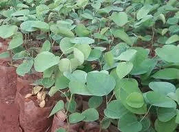 Red_Sandalwood_Plant_(Hybrid,_Pack_of_1)