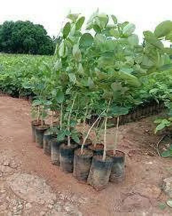Red_Sandalwood_Plant_(Hybrid,_Pack_of_1)