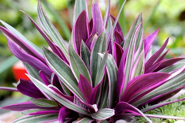 Rhoeo_Plant_(Hybrid,_Pack_of_1)