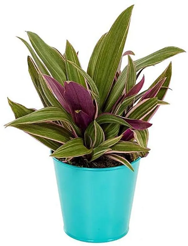 Rhoeo_Plant_(Hybrid,_Pack_of_1)