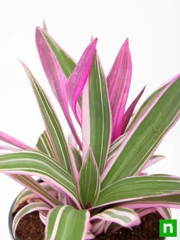 Rhoeo_Plant_(Hybrid,_Pack_of_1)