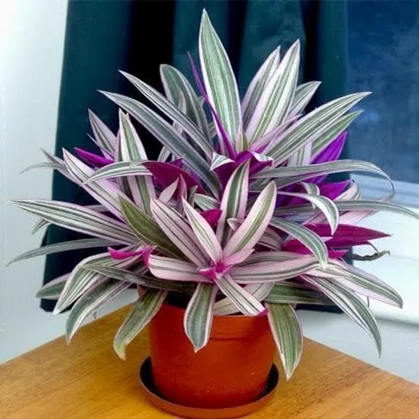 Rhoeo_Plant_(Hybrid,_Pack_of_1)