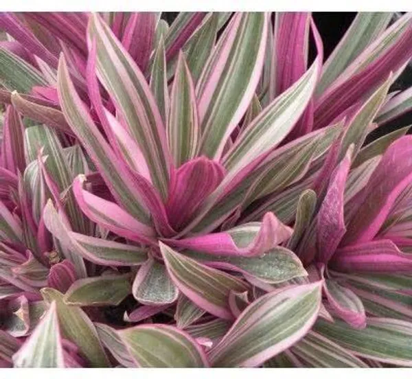 Rhoeo_Plant_(Hybrid,_Pack_of_1)