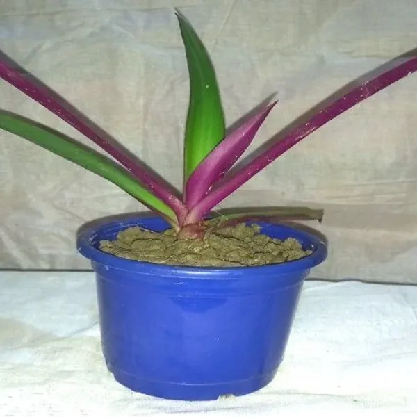 Rhoeo_Plant_(Hybrid,_Pack_of_1)