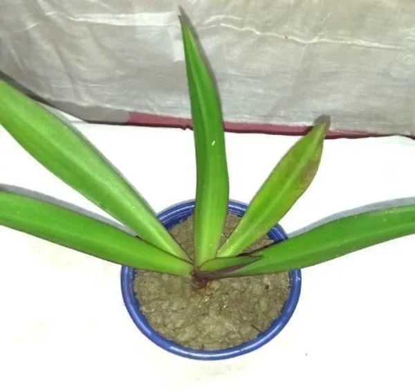 Rhoeo_Plant_(Hybrid,_Pack_of_1)