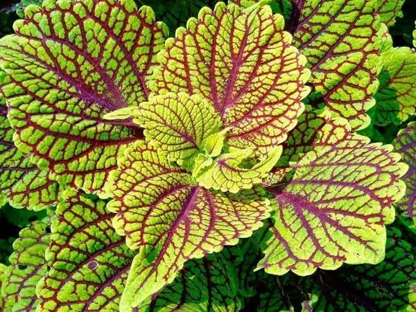 Coleus_Plant_(Hybrid,_Pack_of_1)