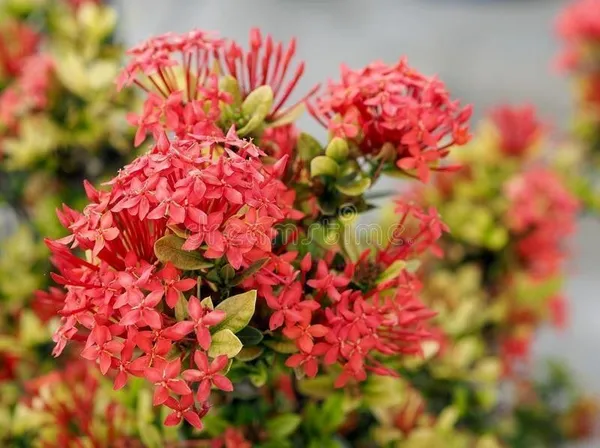 Ixora_Singaporensis_Red_Flowering_Plant_(Hybrid,_Pack_of_1)