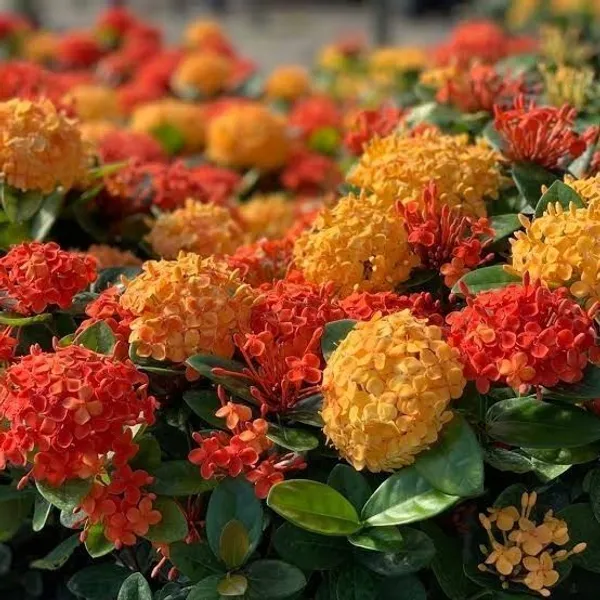 Ixora_Singaporensis_Red_Flowering_Plant_(Hybrid,_Pack_of_1)