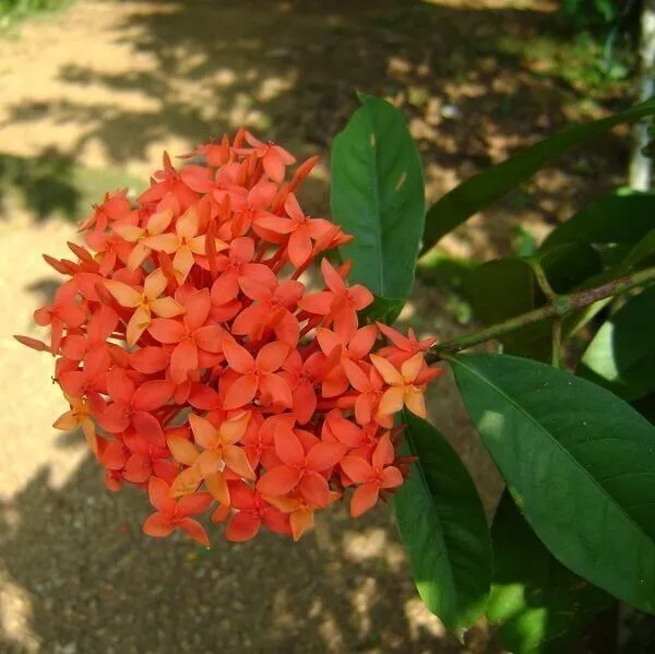 Ixora_Mini_Pink_Flowering_Plant_(Hybrid,_Pack_of_1)