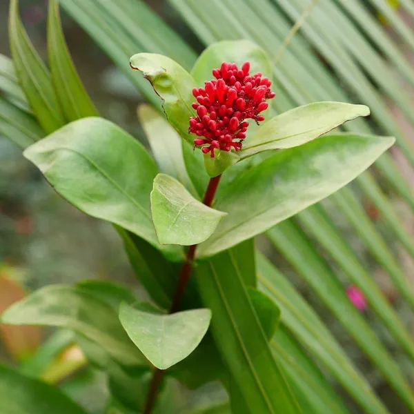 Trothic_Ixora/Chethi_Plant_(Hybrid,_Pack_of_1)
