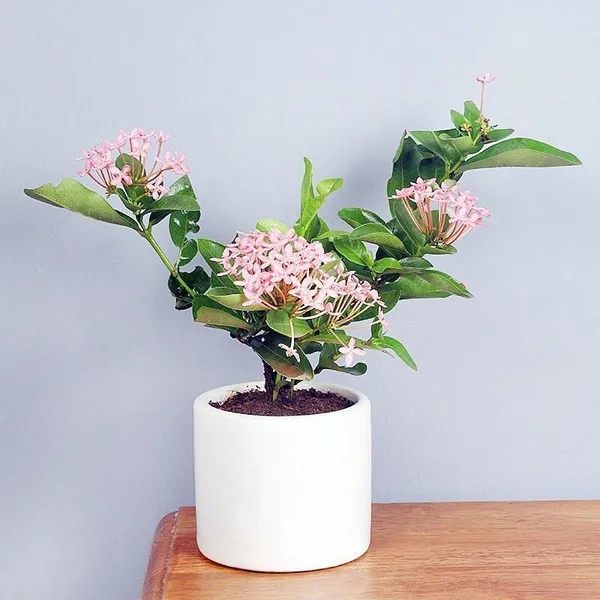 Trothic_Ixora/Chethi_Plant_(Hybrid,_Pack_of_1)