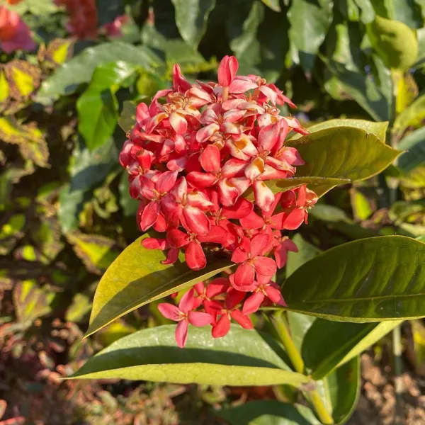 Trothic_Ixora/Chethi_Plant_(Hybrid,_Pack_of_1)