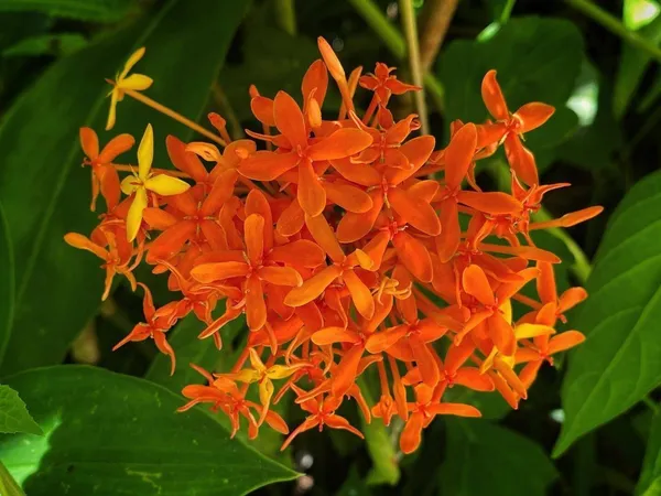 Trothic_Ixora/Chethi_Plant_(Hybrid,_Pack_of_1)
