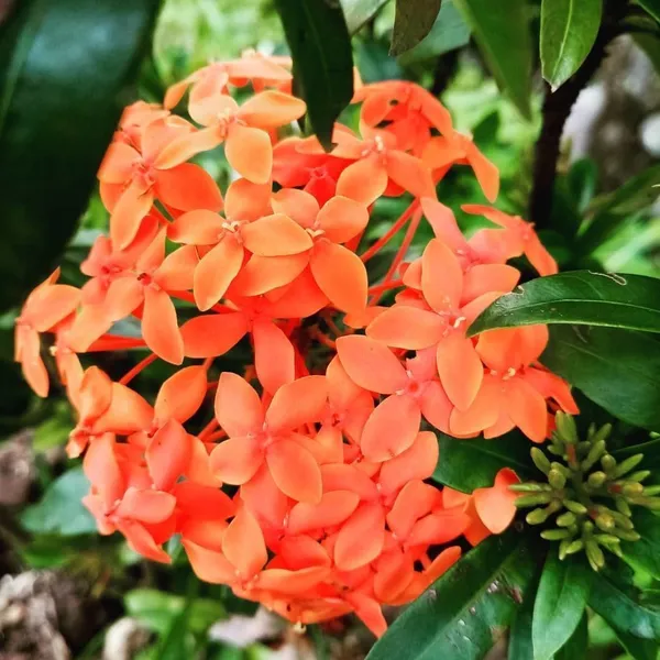 Trothic_Ixora/Chethi_Plant_(Hybrid,_Pack_of_1)