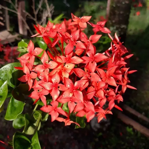 Trothic_Ixora/Chethi_Plant_(Hybrid,_Pack_of_1)