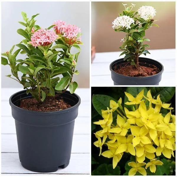 Trothic_Ixora/Chethi_Plant_(Hybrid,_Pack_of_1)